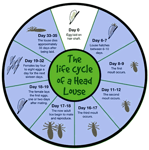 Head Lice Life Cycle – Greater Vancouver Lice Clinic